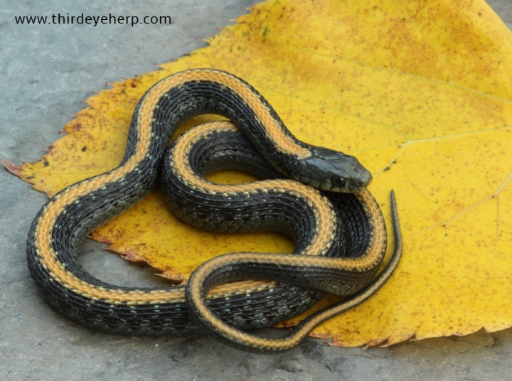 Santa Cruz Garter Snake